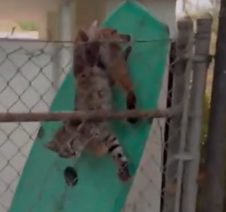 Part2 Animals Rescue #dogrescue #rescuedog #dogsofttiktok #foryoupage #foryou #dogs