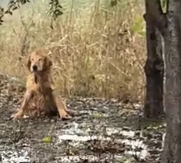 Part2 Animals Rescue #dogrescue #rescuedog #dogsofttiktok #foryoupage #foryou #dogs