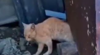 Part2 Animals Rescue #dogrescue #rescuedog #dogsofttiktok #foryoupage #foryou #dogs