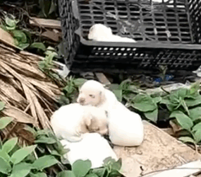 Part2 Animals Rescue #dogrescue #rescuedog #dogsofttiktok #foryoupage #foryou #dogs