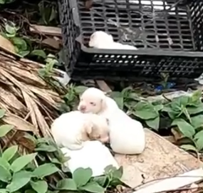 Part2 Animals Rescue #dogrescue #rescuedog #dogsofttiktok #foryoupage #foryou #dogs