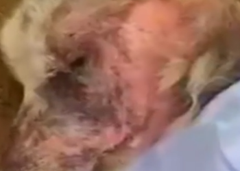 Part2 Animals Rescue #dogrescue #rescuedog #dogsofttiktok #foryoupage #foryou #dogs