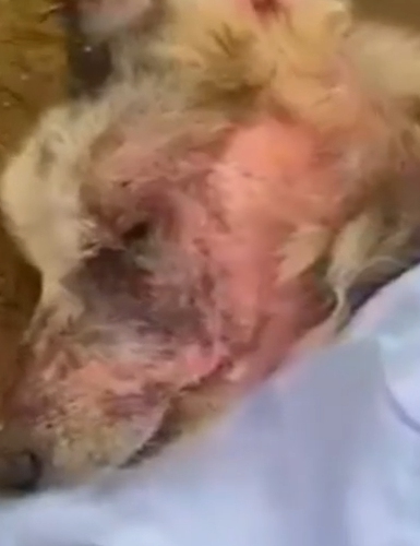 Part2 Animals Rescue #dogrescue #rescuedog #dogsofttiktok #foryoupage #foryou #dogs