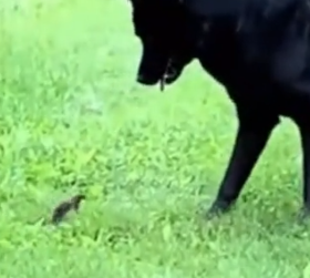 Part2 Animals Rescue #dogrescue #rescuedog #dogsofttiktok #foryoupage #foryou #dogs