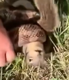 Part2 Animals Rescue #dogrescue #rescuedog #dogsofttiktok #foryoupage #foryou #dogs