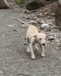 Part2 Animals Rescue #dogrescue #rescuedog #dogsofttiktok #foryoupage #foryou #dogs