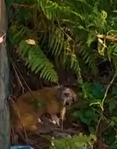 Part2 Animals Rescue #dogrescue #rescuedog #dogsofttiktok #foryoupage #foryou #dogs