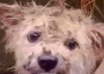 Part2 Animals Rescue #dogrescue #rescuedog #dogsofttiktok #foryoupage #foryou #dogs