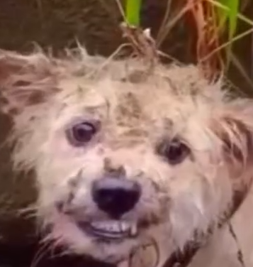 Part2 Animals Rescue #dogrescue #rescuedog #dogsofttiktok #foryoupage #foryou #dogs