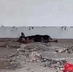 Part2 Animals Rescue #dogrescue #rescuedog #dogsofttiktok #foryoupage #foryou #dogs