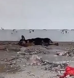 Part2 Animals Rescue #dogrescue #rescuedog #dogsofttiktok #foryoupage #foryou #dogs