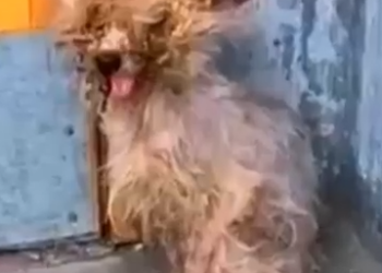 Part2 Animals Rescue #dogrescue #rescuedog #dogsofttiktok #foryoupage #foryou #dogs