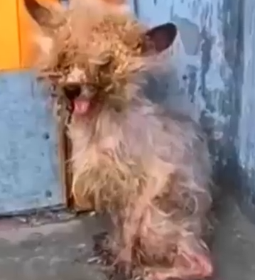 Part2 Animals Rescue #dogrescue #rescuedog #dogsofttiktok #foryoupage #foryou #dogs