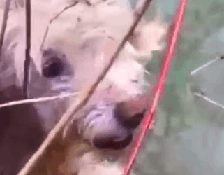 Part2 Animals Rescue #dogrescue #rescuedog #dogsofttiktok #foryoupage #foryou #dogs