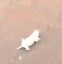 Part2 Animals Rescue #dogrescue #rescuedog #dogsofttiktok #foryoupage #foryou #dogs