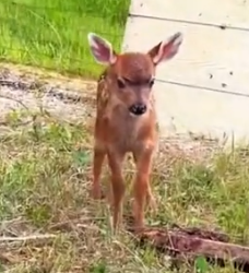 Part2 Animals Rescue #dogrescue #rescuedog #dogsofttiktok #foryoupage #foryou #dogs