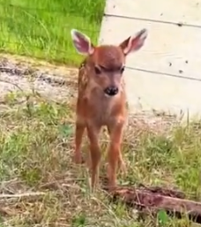 Part2 Animals Rescue #dogrescue #rescuedog #dogsofttiktok #foryoupage #foryou #dogs