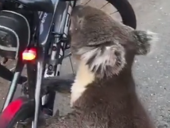 Part2 Animals Rescue #dogrescue #rescuedog #dogsofttiktok #foryoupage #foryou #dogs