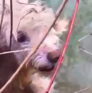 Part2 Animals Rescue #dogrescue #rescuedog #dogsofttiktok #foryoupage #foryou #dogs