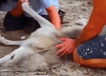 Part2 Animals Rescue #dogrescue #rescuedog #dogsofttiktok #foryoupage #foryou #dogs