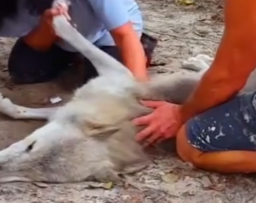 Part2 Animals Rescue #dogrescue #rescuedog #dogsofttiktok #foryoupage #foryou #dogs