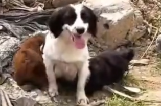 Part2 Animals Rescue #dogrescue #rescuedog #dogsofttiktok #foryoupage #foryou #dogs