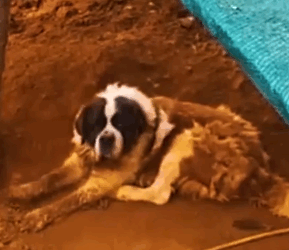 Part2 Animals Rescue #dogrescue #rescuedog #dogsofttiktok #foryoupage #foryou #dogs