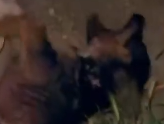 Part2 Animals Rescue #dogrescue #rescuedog #dogsofttiktok #foryoupage #foryou #dogs