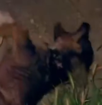 Part2 Animals Rescue #dogrescue #rescuedog #dogsofttiktok #foryoupage #foryou #dogs