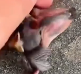 Part2 Animals Rescue #dogrescue #rescuedog #dogsofttiktok #foryoupage #foryou #dogs