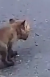 Part2 Animals Rescue #dogrescue #rescuedog #dogsofttiktok #foryoupage #foryou #dogs