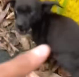 Part2 Animals Rescue #dogrescue #rescuedog #dogsofttiktok #foryoupage #foryou #dogs