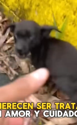 Part2 Animals Rescue #dogrescue #rescuedog #dogsofttiktok #foryoupage #foryou #dogs