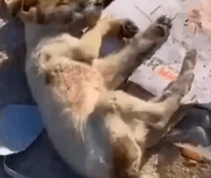 Part2 Animals Rescue #dogrescue #rescuedog #dogsofttiktok #foryoupage #foryou #dogs