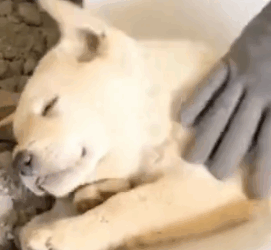 Part2 Animals Rescue #dogrescue #rescuedog #dogsofttiktok #foryoupage #foryou #dogs