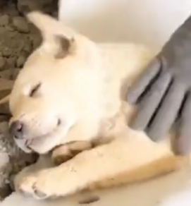 Part2 Animals Rescue #dogrescue #rescuedog #dogsofttiktok #foryoupage #foryou #dogs