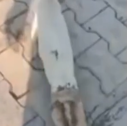 Part2 Animals Rescue #dogrescue #rescuedog #dogsofttiktok #foryoupage #foryou #dogs