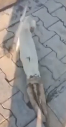 Part2 Animals Rescue #dogrescue #rescuedog #dogsofttiktok #foryoupage #foryou #dogs