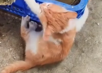 Part2 Animals Rescue #dogrescue #rescuedog #dogsofttiktok #foryoupage #foryou #dogs