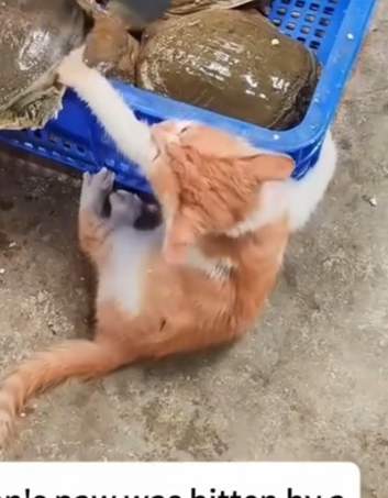 Part2 Animals Rescue #dogrescue #rescuedog #dogsofttiktok #foryoupage #foryou #dogs