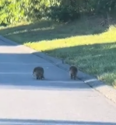 Part2 Animals Rescue #dogrescue #rescuedog #dogsofttiktok #foryoupage #foryou #dogs