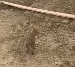 Part2 Animals Rescue #dogrescue #rescuedog #dogsofttiktok #foryoupage #foryou #dogs