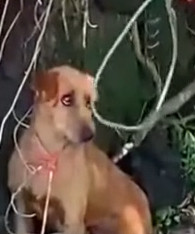 Part2 Animals Rescue #dogrescue #rescuedog #dogsofttiktok #foryoupage #foryou #dogs