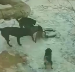 Part2 Animals Rescue #dogrescue #rescuedog #dogsofttiktok #foryoupage #foryou #dogs