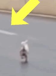 Part2 Animals Rescue #dogrescue #rescuedog #dogsofttiktok #foryoupage #foryou #dogs