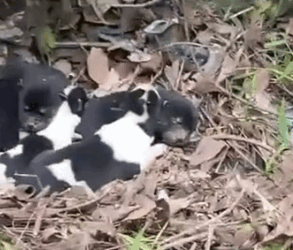 Part2 Animals Rescue #dogrescue #rescuedog #dogsofttiktok #foryoupage #foryou #dogs