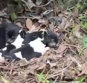 Part2 Animals Rescue #dogrescue #rescuedog #dogsofttiktok #foryoupage #foryou #dogs