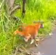 Part2 Animals Rescue #dogrescue #rescuedog #dogsofttiktok #foryoupage #foryou #dogs