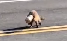 Part2 Animals Rescue #dogrescue #rescuedog #dogsofttiktok #foryoupage #foryou #dogs