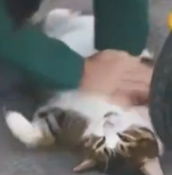 Part2 Animals Rescue #dogrescue #rescuedog #dogsofttiktok #foryoupage #foryou #dogs